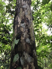 Eschweilera juruensis