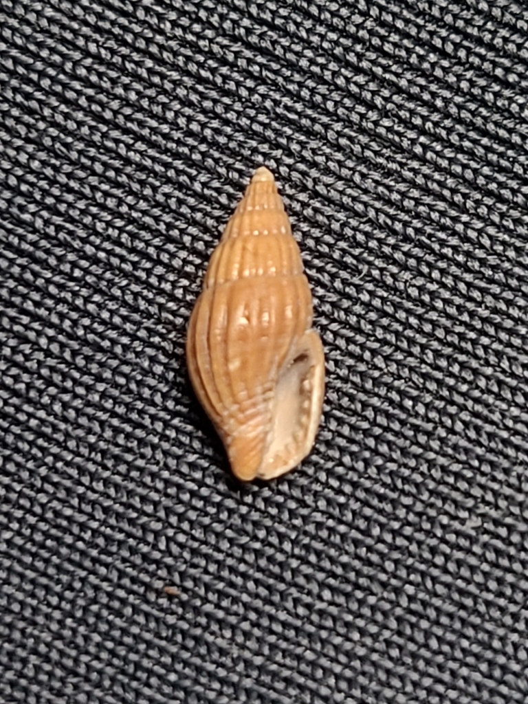 Varia Dove Shell