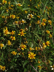 Acmella oppositifolia