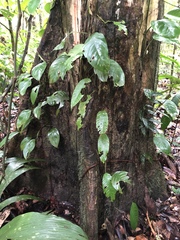 Eschweilera juruensis