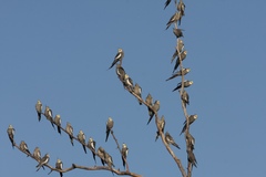 Cockatiel photo 5