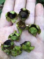 Eschweilera juruensis