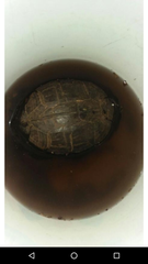 Cuora amboinensis kamaroma