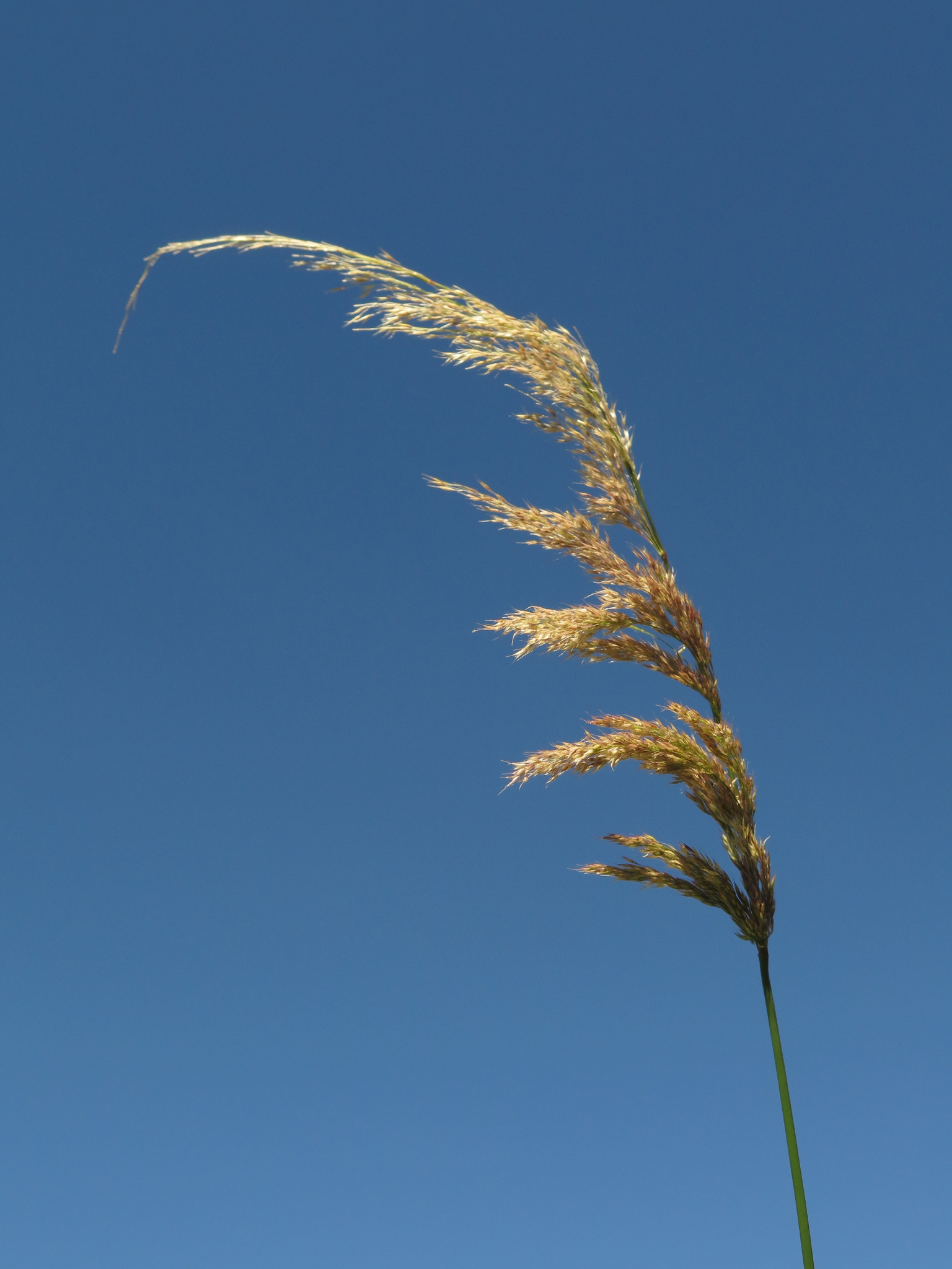 Polypogon elongatus