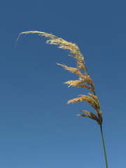 Polypogon elongatus