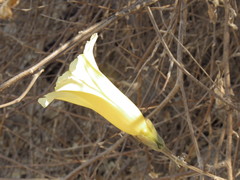Ipomoea teotitlanica