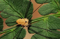 Leiobunum nigropalpi