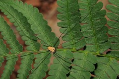 Leiobunum nigropalpi