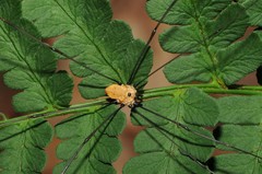 Leiobunum nigropalpi