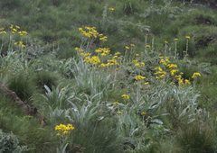 Senecio macrospermus