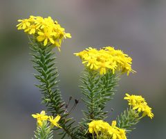 Euryops tysonii