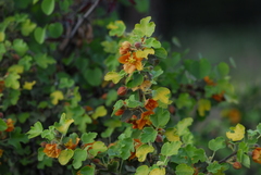 Fremontodendron decumbens