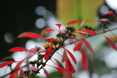 Warszewiczia coccinea