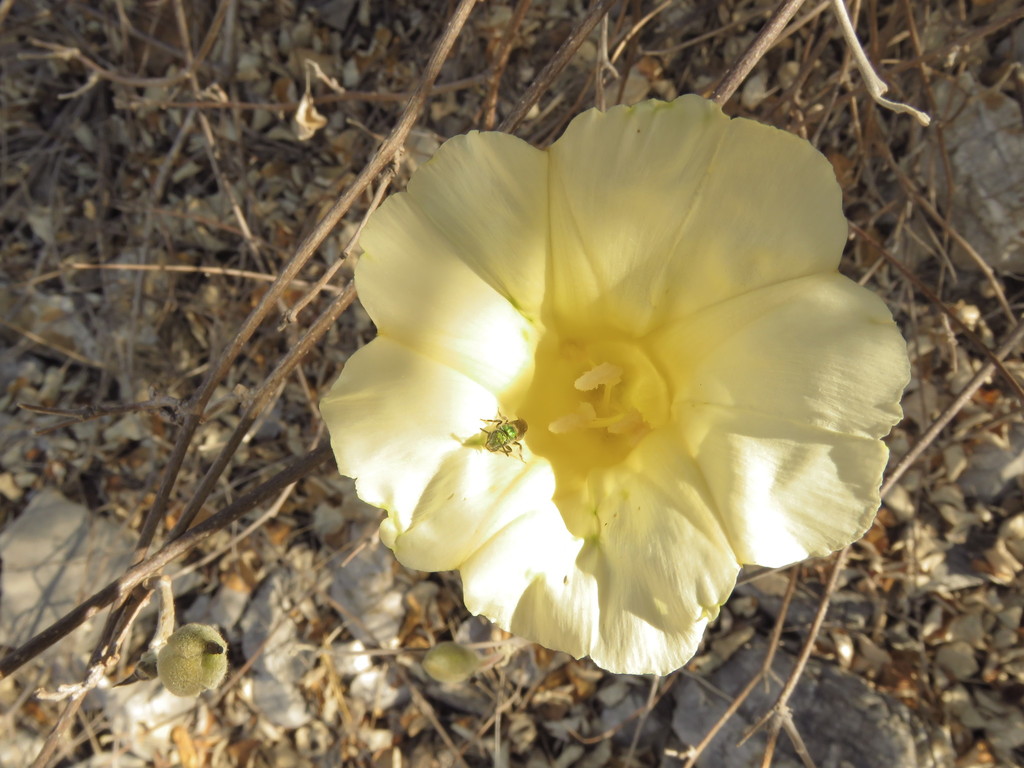 Ipomoea teotitlanica