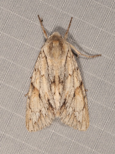 Andropolia theodori photo 4