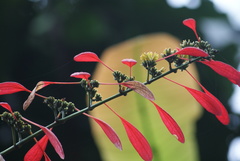 Warszewiczia coccinea