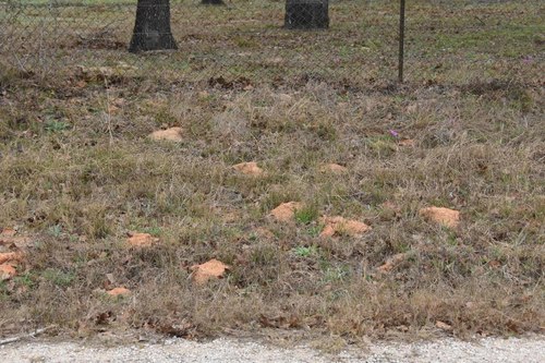 Attwater's Pocket Gopher