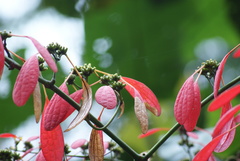 Warszewiczia coccinea