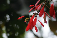 Warszewiczia coccinea