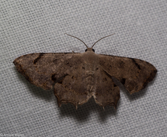 Dysaethria quadricaudata