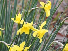 Narcissus × odorus