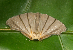 Orudiza protheclaria