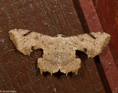 Dysaethria quadricaudata