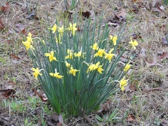 Narcissus × odorus