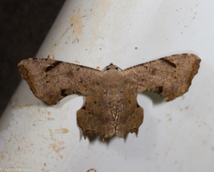 Dysaethria quadricaudata