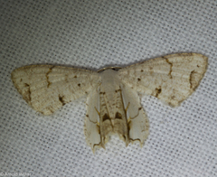 Dysaethria plicata