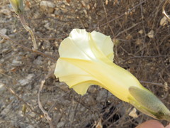 Ipomoea teotitlanica