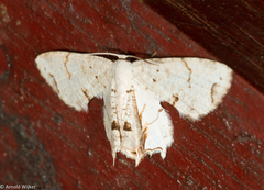 Dysaethria plicata