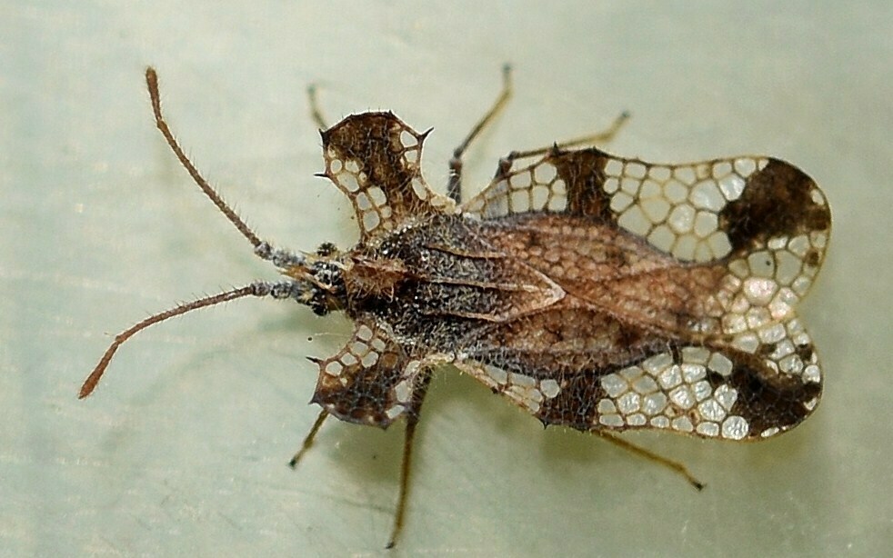 Ammianus alaticollis