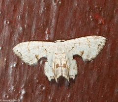 Dysaethria plicata