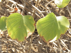 Ipomoea teotitlanica