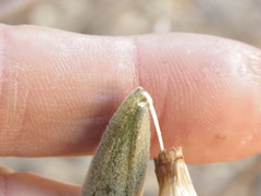 Ipomoea teotitlanica