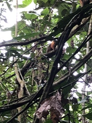 Saguinus tripartitus