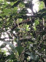 Saguinus tripartitus