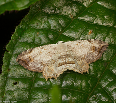 Dysaethria nigrifrons