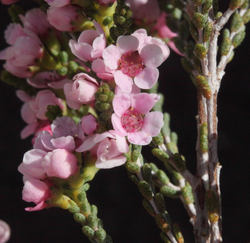 Malleostemon roseus