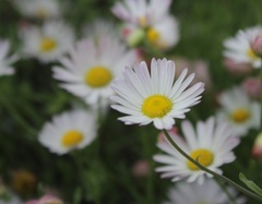 Aphanostephus skirrhobasis