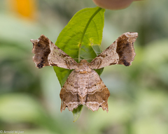 Krananda oliveomarginata