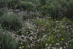 Aphanostephus skirrhobasis