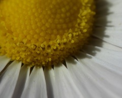 Aphanostephus skirrhobasis