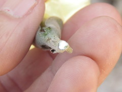 Ipomoea teotitlanica