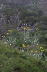 Senecio macrospermus