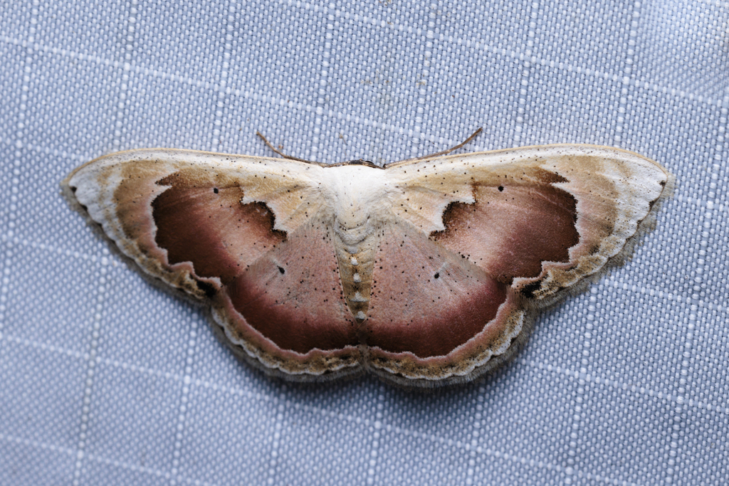 Somatina rosacea