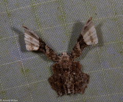 Monobolodes pernigrata