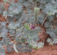 Dalea lanata
