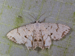 Dysaethria plicata